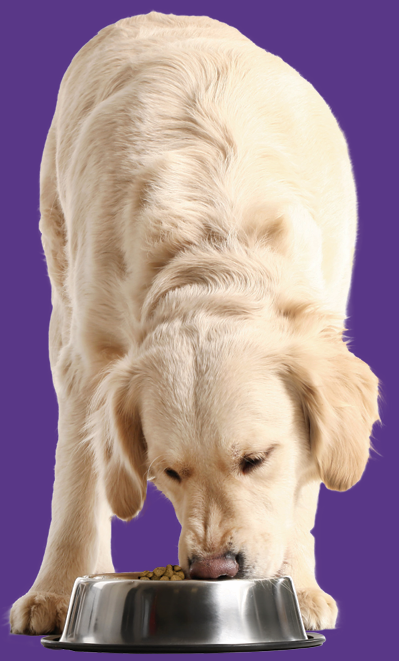 Muddy Paws Peptide+ Gastrointestinal Digestive Care 10kg