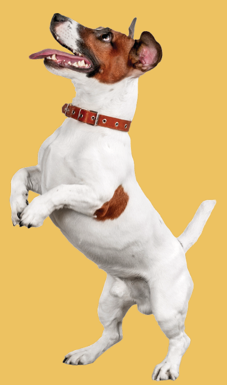 Muddy Paws Peptide+ Healthy Living 1.5kg